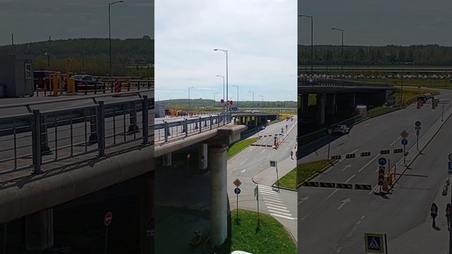 ИЖавиа посадка самолета в Пулково. В Питер привезли свиней. Свинарник на борту самолета.