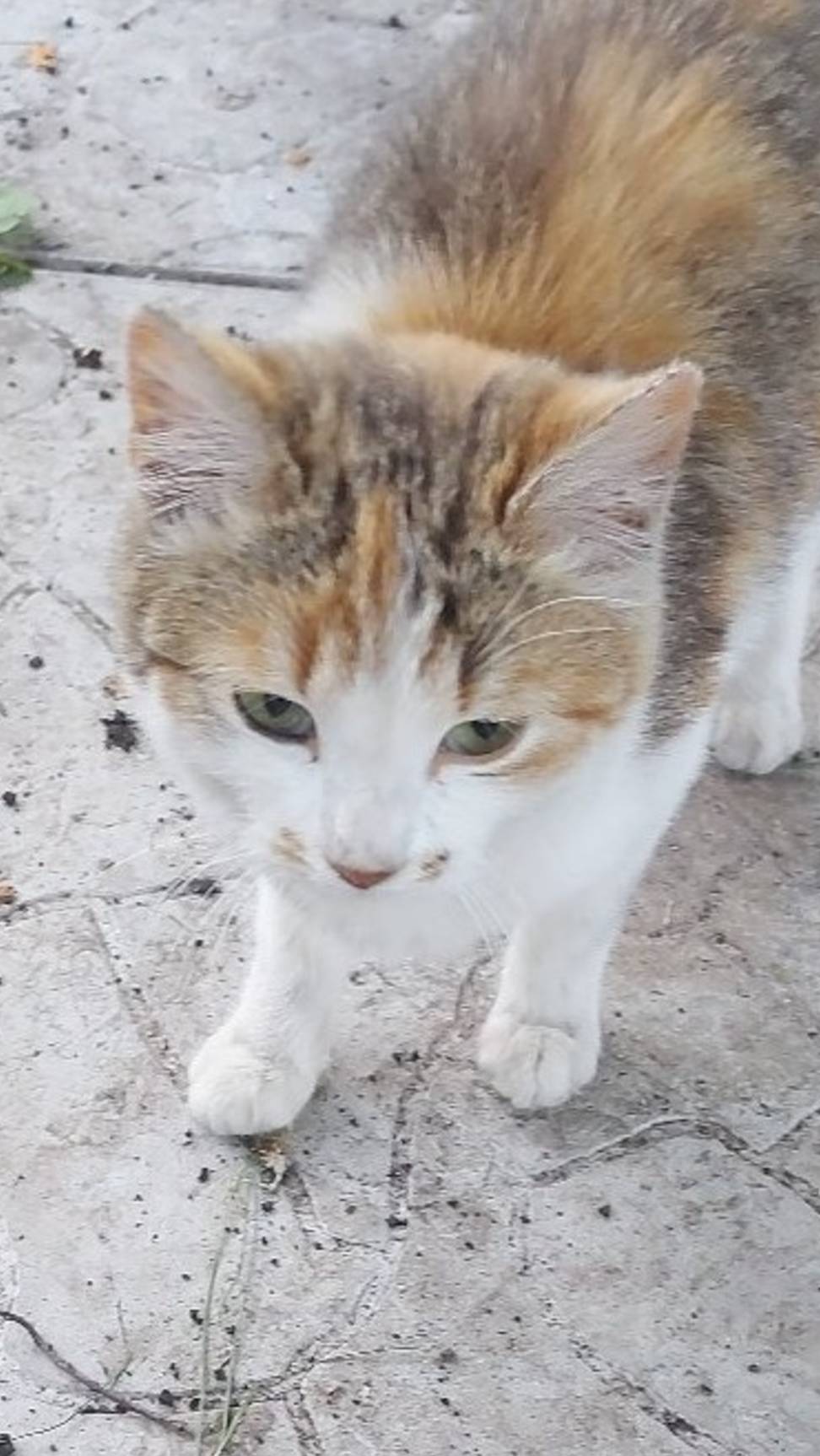 Котенок ищет дом