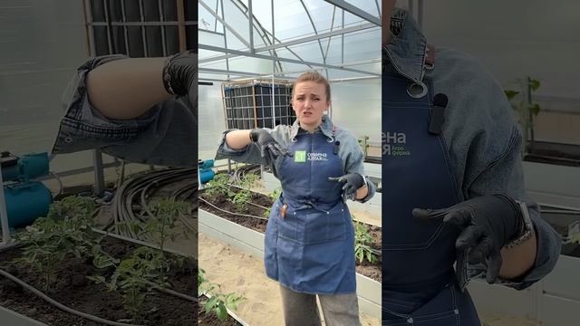 ЧТО ДЕЛАТЬ С МАХРОВЫМИ ЦВЕТКАМИ НА ТОМАТАХ?