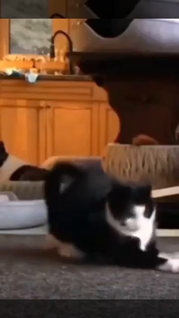 Коты – генератор хаоса.