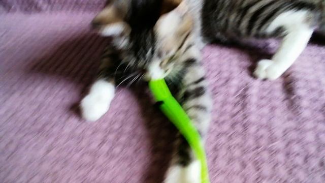 Весело играем☺️🔥👍🐈👁️🧡🧸🌷🐆🐱