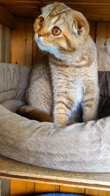 золотой котёнок