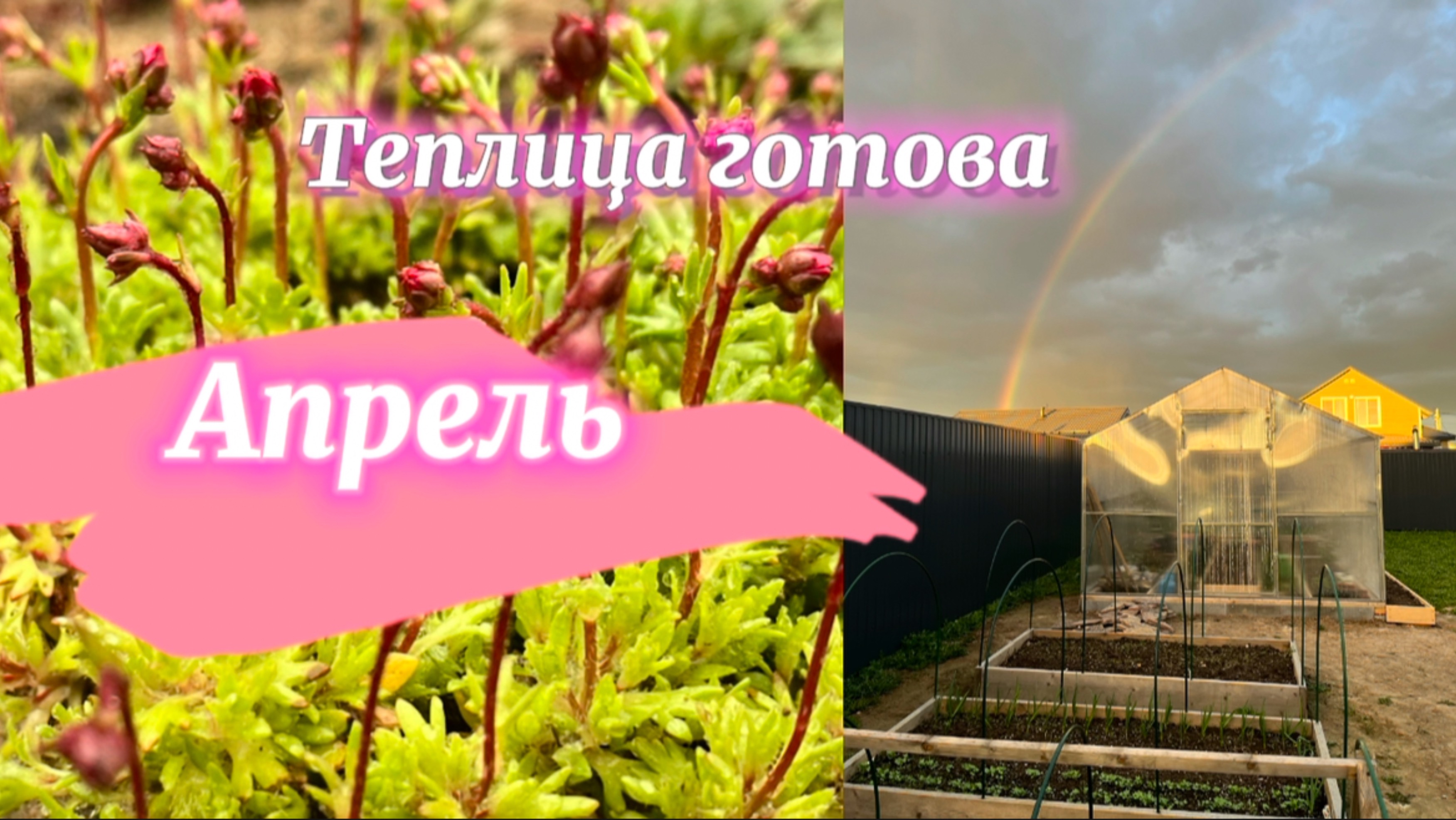 Апрельские будни / Обзор деревьев и саженцев / Рассада выросла / Теплица готова
