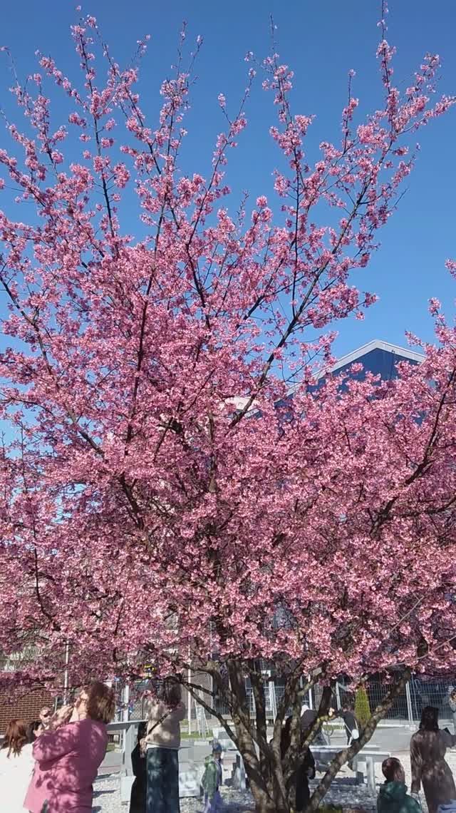 SAKURA IN KALININGRAD