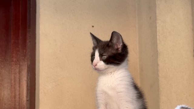 Милаш