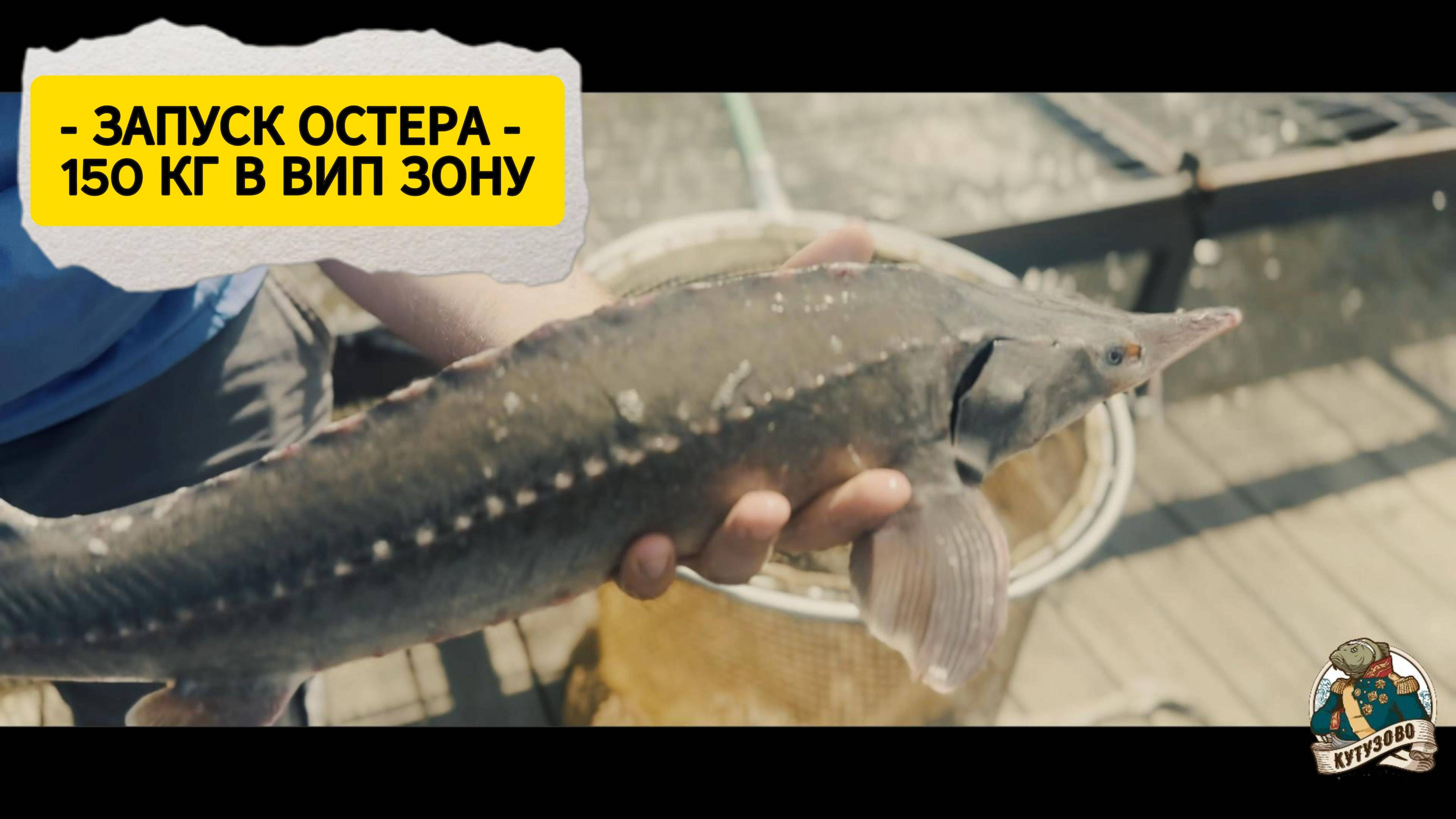 ЗАПУСК ОСЕТРА 23.05.2025