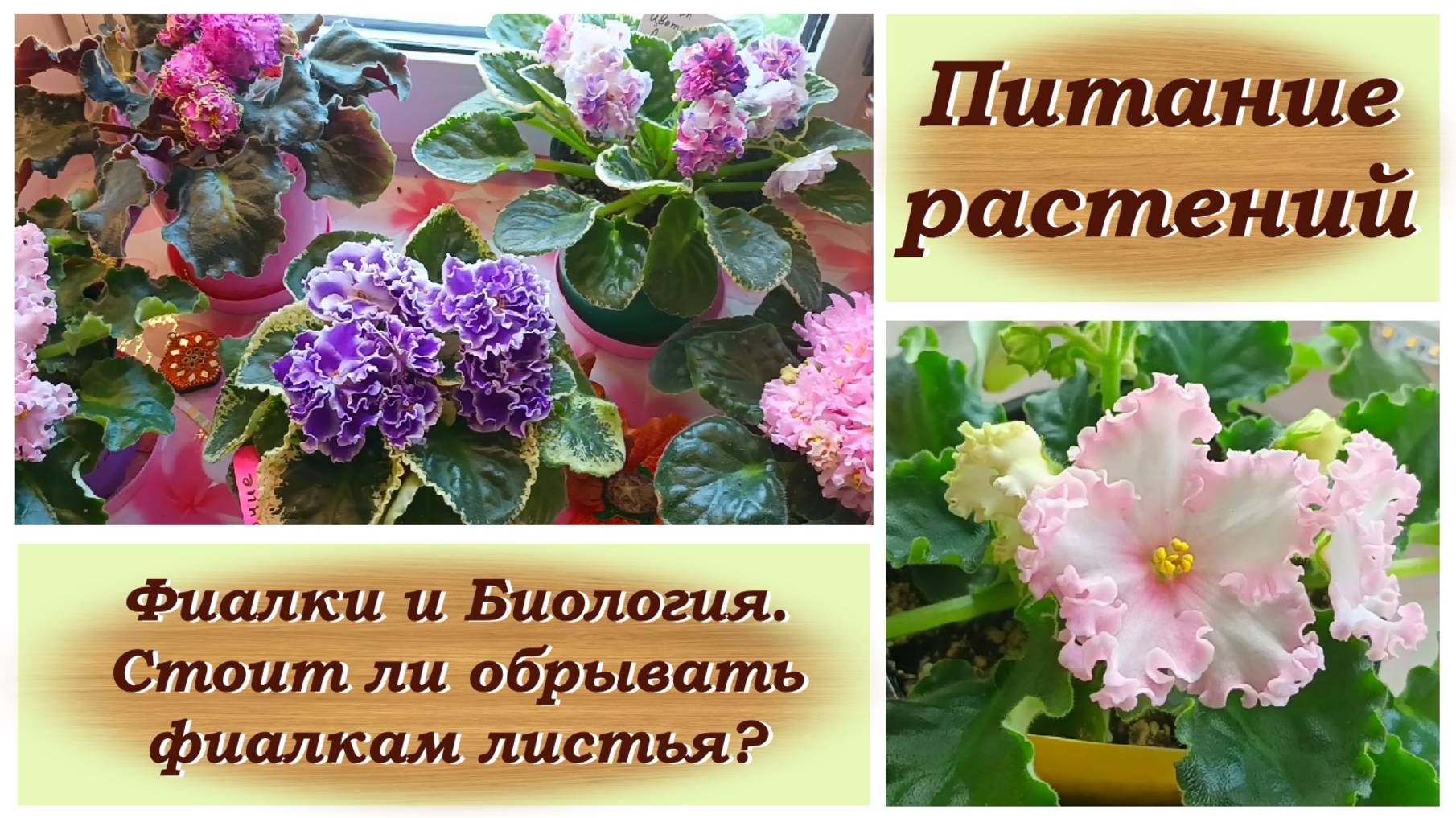 Питание растений. Фиалки и Биология. Стоит ли обрывать фиалкам листья?
