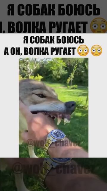 Сколько волка не корми, он всё равно в лес смотрит!