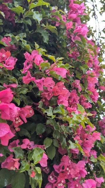 Сегодня утро встретило с благословенным дождем