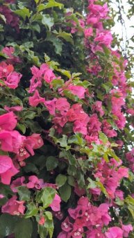 Сегодня утро встретило с благословенным дождем