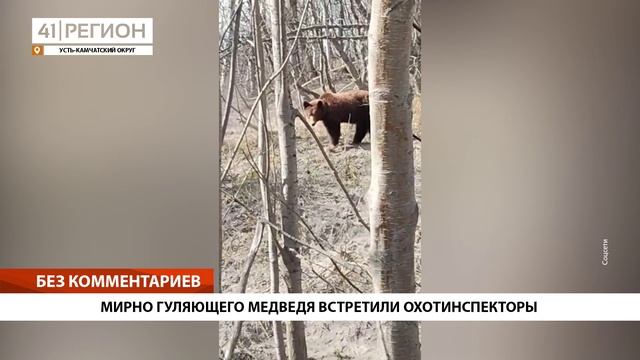 МИРНО ГУЛЯЮЩЕГО МЕДВЕДЯ ВСТРЕТИЛИ ОХОТИНСПЕКТОРЫ • БЕЗ КОММЕНТАРИЕВ