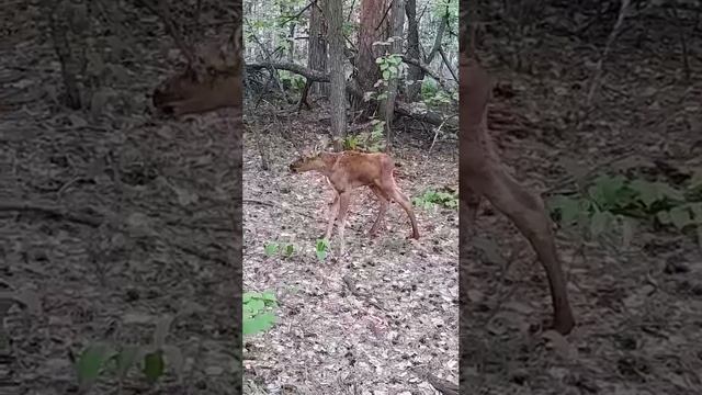 В Бузулукском бору сняли видео, как лосёнок учится ходить, делая первые неуверенные шаги.