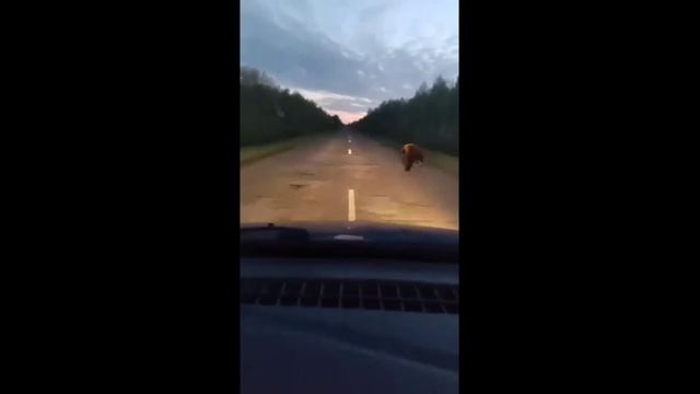 Медведь на дороге