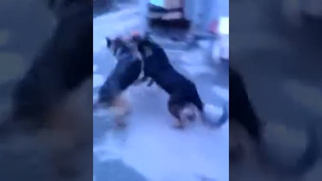 Немецкая овчарка и ротвейлер рвут друг друга