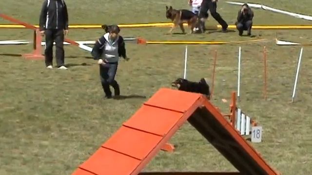 шелти Тимми из Тюмени
