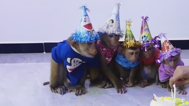 🐵Обезьянки едят😀 ТОРТ праздничный в ОДЕЖДАХ СКАЗОЧНЫХ Прыжки в корзинах ВЕСЕЛО ЗАБАВНО🔥
