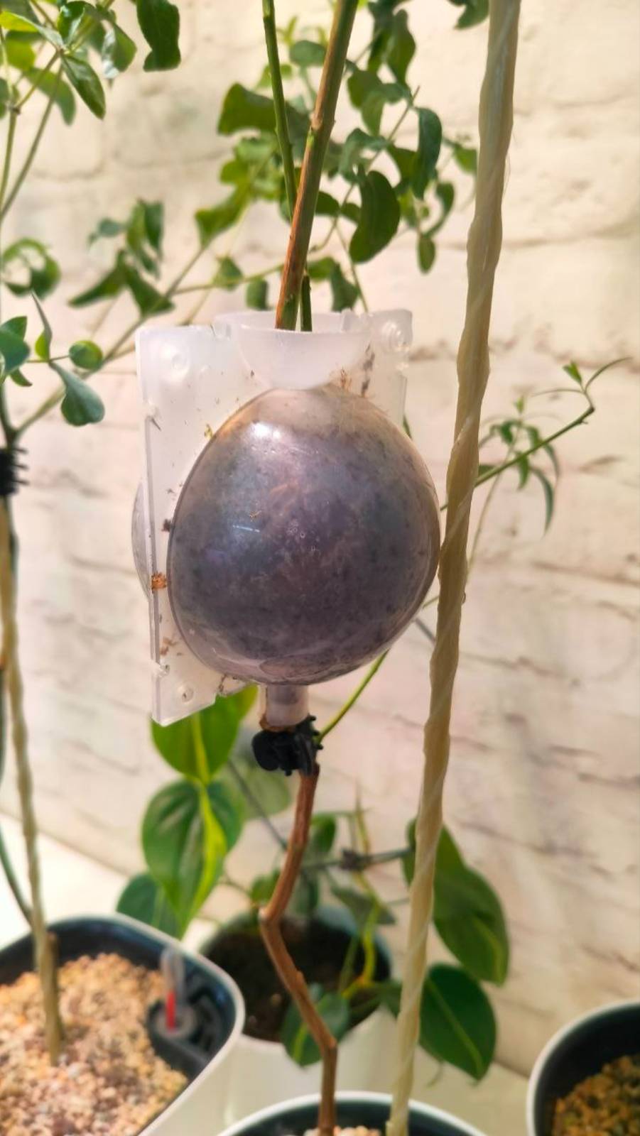 КОРНЕОБРАЗОВАНИЕ У ЭВКАЛИТПА #garden #эвкалиптыдома  #plants