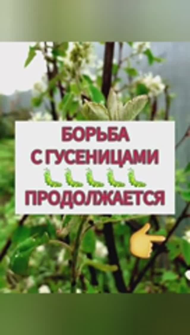 Борьба с гусеницами продолжается