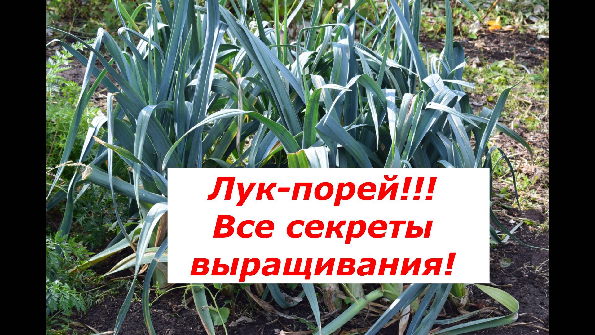 Лук порей. Выращивание. #овощи #полезные советы #лук порей