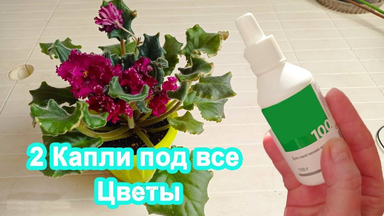 2 Капли под любой домашний цветок и шикарное цветение вам обеспечено Цветет Вмиг обильно!