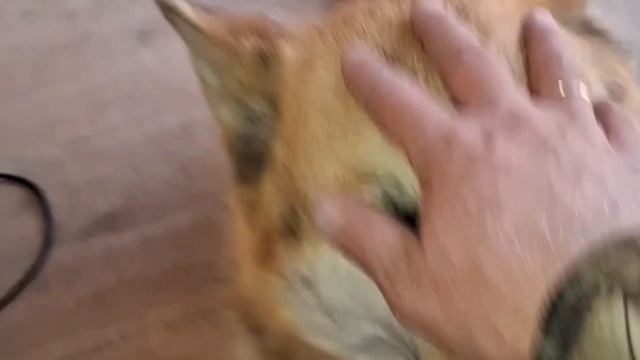1000024375.mp4 (Собака смотрит на электроснабжение нового дома А-фрейм)