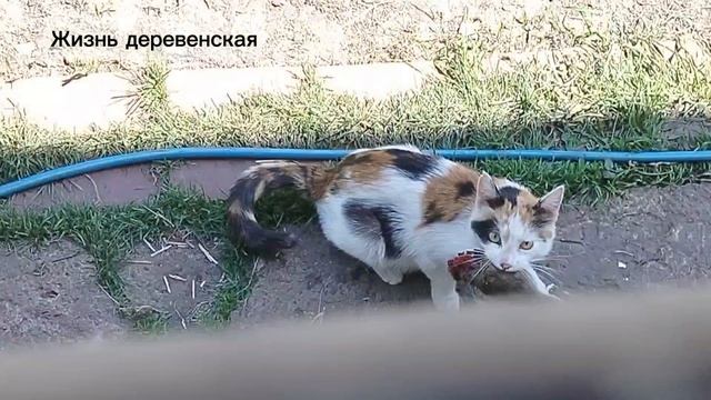 Продолжение истории про кошечку Надю.Надя охотник и кормилица.