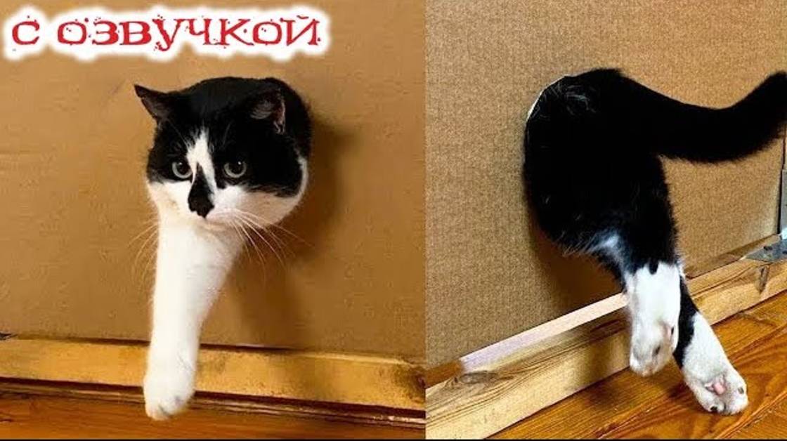 Приколы с котами! С ОЗВУЧКОЙ! Смешные видео с животными! СМЕШНЫЕ КОТЫ! Попробуй не засмеяться!!