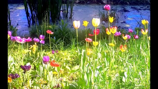 Аптекарский огород 22-05-2025