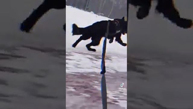 черные овчарки в тик ток