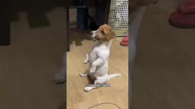 Джек рассел