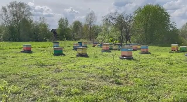 Работают пчелы