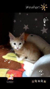 мейнкуны5.mp4