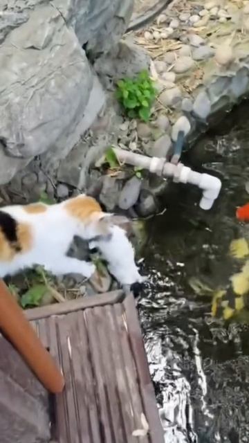 Котёнок- непоседа.Мама кошка всегда рядом и спасет своего непоседливого котёнка🙂
