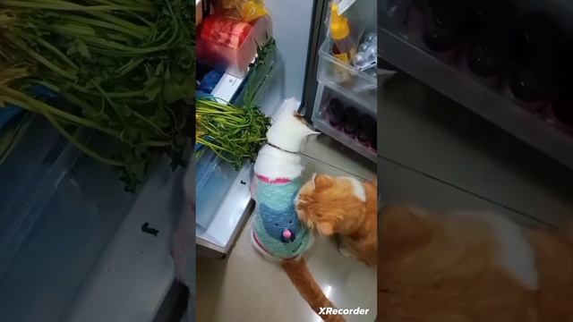 Как же хороши эти хвостики 😍