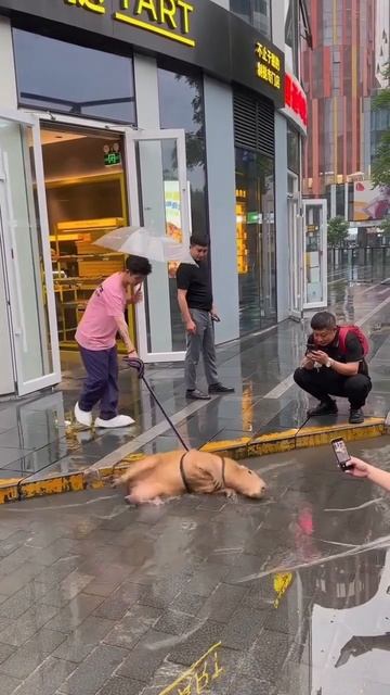 Капибара на выгуле