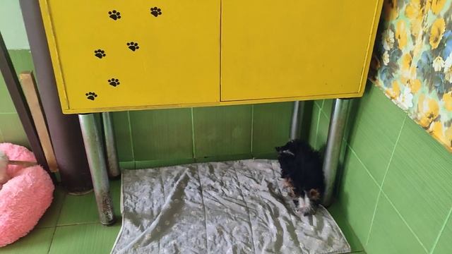 Продажа😃Питомник Йорк & Шпиц.Elite Pets,Крым, Евпатория 🌞