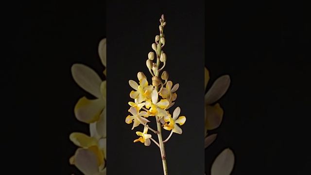 Vdnps. Pulcherrimin 2