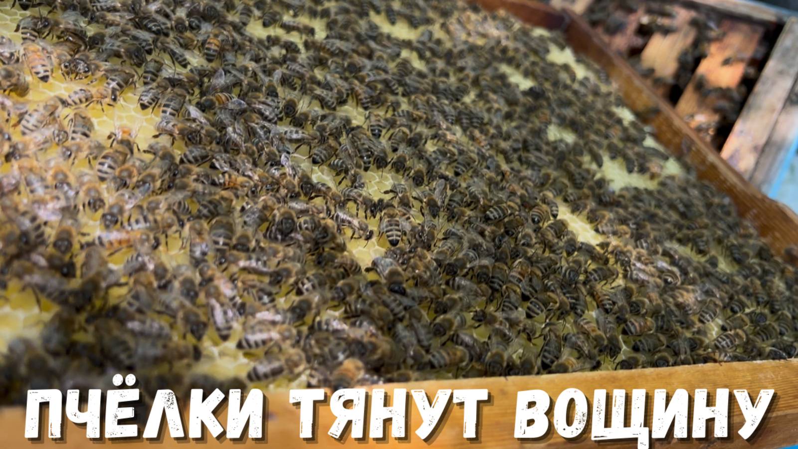 Пчелки тянут вощину: процесс, который стоит увидеть!