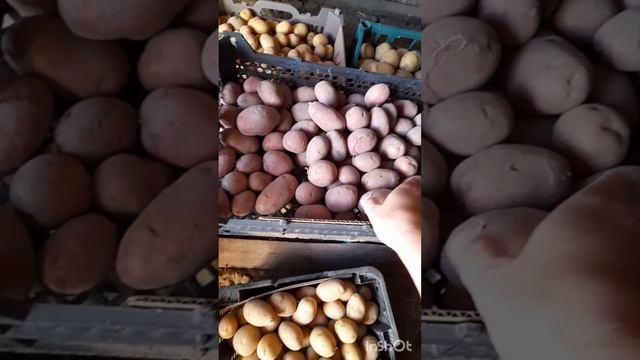 Картошка с губками . Пугало огородное . Палас винтажны?