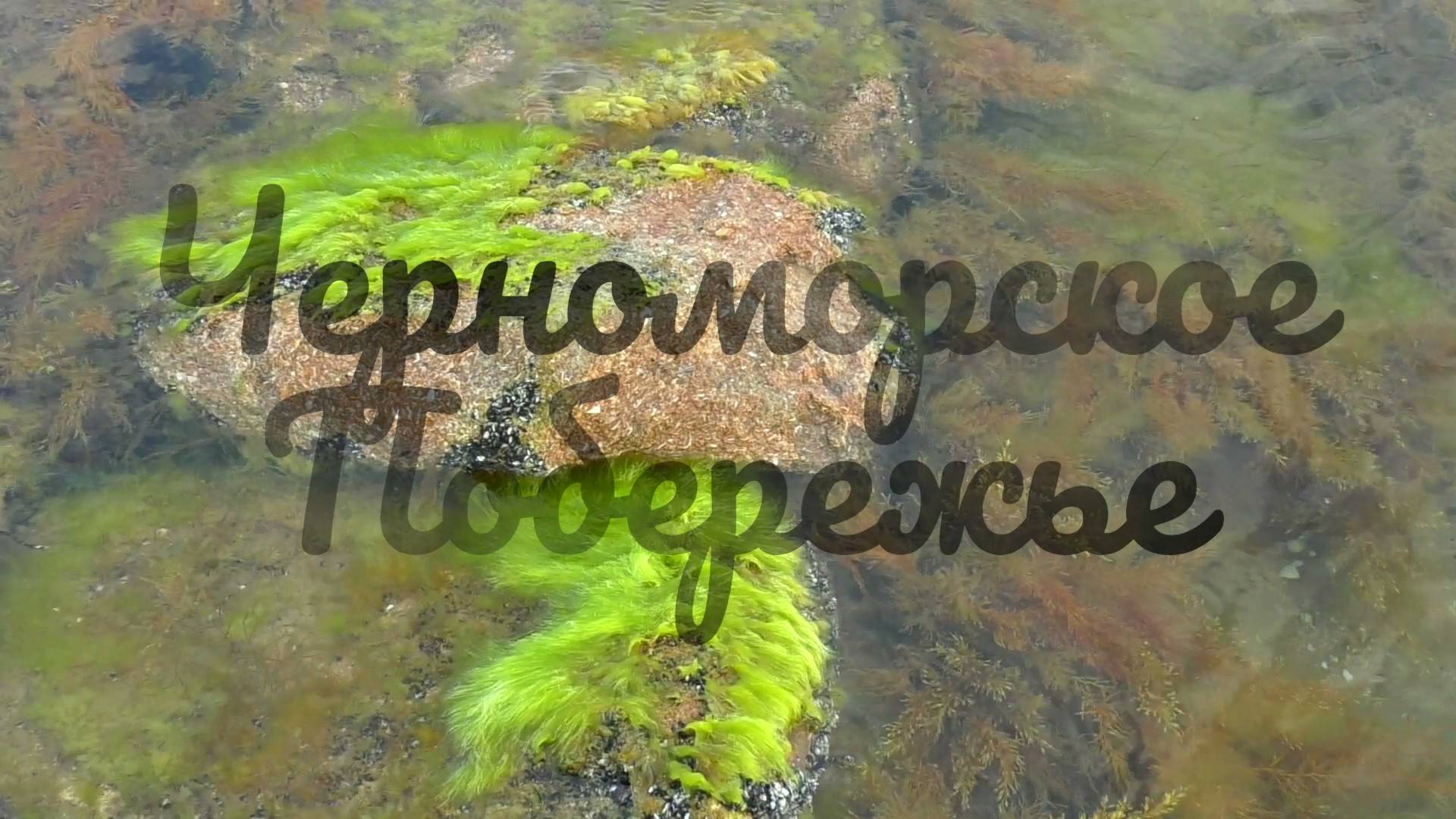 Черноморское побережье