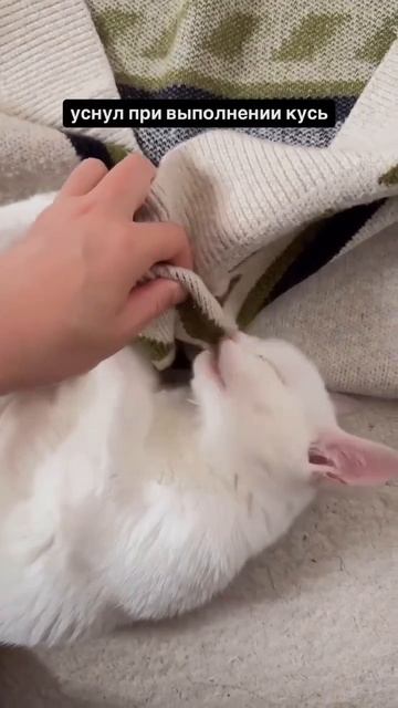 Котик крепко заснул и не успел выполнить кусь 😉😴🐈