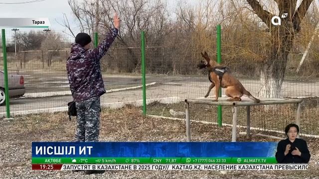 Есірткімен күрес: Таразда бельгиялық овчарка рекорд о