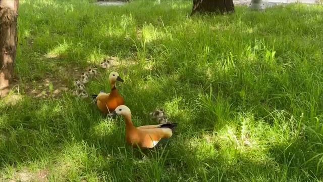 🦆Утиное семейство на прогулке у метро Шаболовская🦆