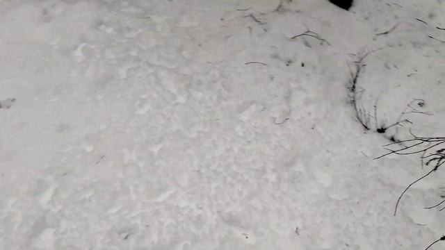 охота с русской гончей,зверь есть но не тот.