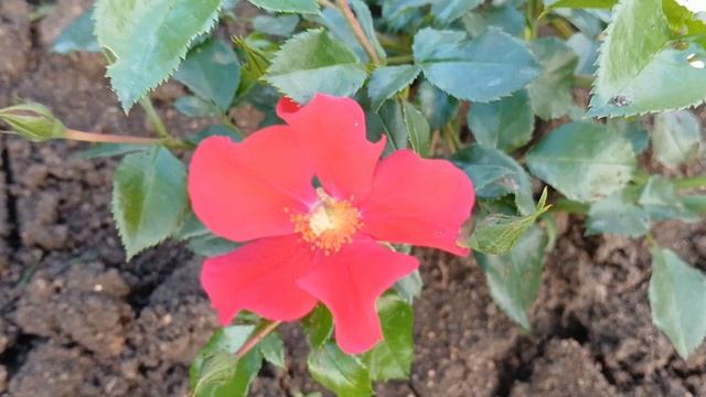 20240702_202613 (online-video-cutter.com)