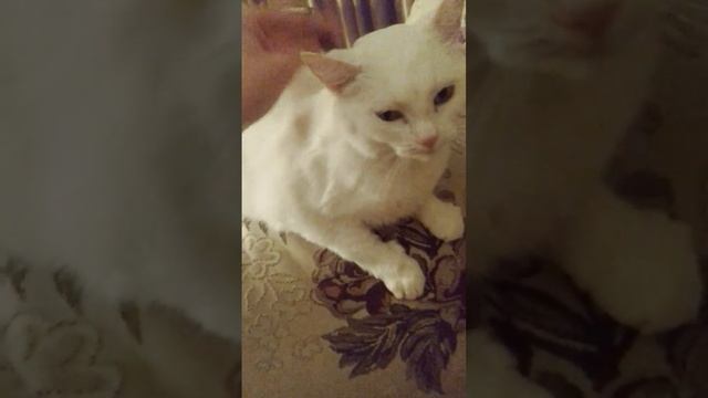 Мяу !) Спокойной ночи !!!)