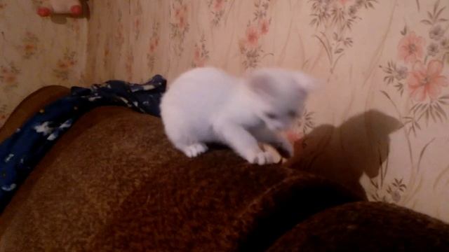 Котята - Беляш и Пушок бесятся на даче