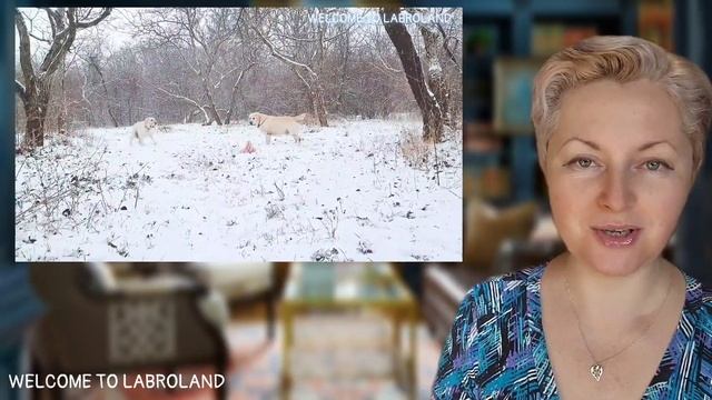 🐕📝🐾 Лабрадор ретривер: плюсы и минусы породы