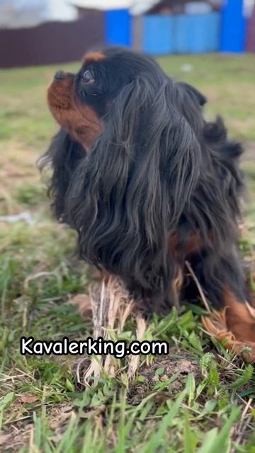 Наша красавица Мэгги❤️ Kavalerking.com
