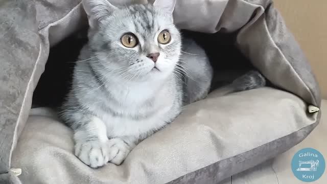 Лежанка для гладкошерстных своими руками